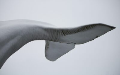 Porpoise Skins for the Tabernacle